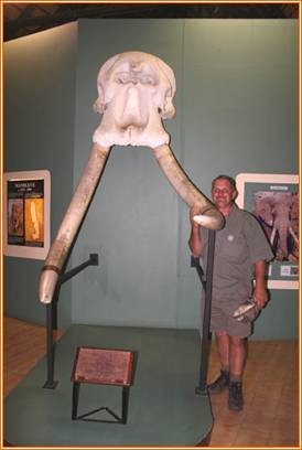 elefantmuseum2010